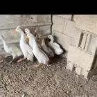 بط بكيني بشاير