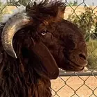 خروف نعيمي ( مشروع فحل )