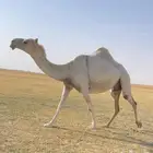 اللقحه الوضحا الكفو