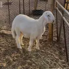 طلي مشروع فحل وذبيحه