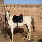حصان