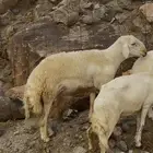 ( تم البيع ) فحل حري صنف فاخر رباع مشروط