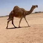 للبيع الضروبه الكفو الحمرا