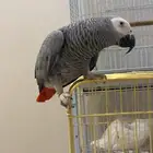 للبيع ببغاء كاسكو