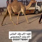 للبيع لقيه جاهزه للمناخ