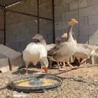 وز بلدي حجم طيب