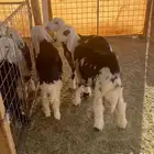 خرفان نجديه