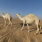 نياق ضرايب للبيع