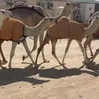 عشراء وضحا بايع ولدها قبل يومين من ابل الروسان