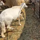 حريه دافع بيع سمح