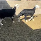 رخال نجد ( تم البيع)