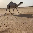 قعود اوضح كفو على ولد الحاكم