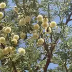 عسل طلح تبوك البري