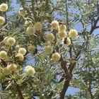 عسل طلح تبوك البري ( عرض خاص )