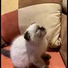 قطة سكوتش فولد (Scottish Fold) مكس مع هيمالايا سيامي