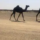 قعىد مجهم كفووو