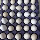 بيض بلدي للبيع