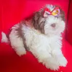 للبيع كلاب شيتزو shi tzu for sale