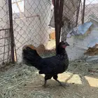 دجاج صحه على الشرط ديكين و دجاجتين الدجاجه السودا مسقط