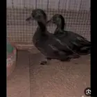 بط الكيوجا حجم صغير