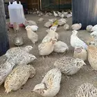 سمان او سمانا للبيع