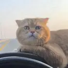 قط سكوتش تزاوج