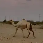 هجن ناقه سودانيه لقحه