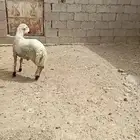 خروف رفيدي