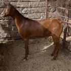 تيس مخصي