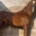 حصان واهو ( فرصه )