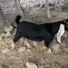 تيس ذبيحه ثلاث شهور