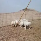 عرض اليوم الوطني ذبيحتك لحد بيتك ب 1300