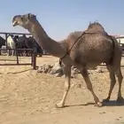 حمراء خفوت معزول ولدها امس بكر سديس