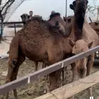 قعدان