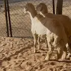 طليان مناسبات