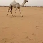 قعود حوار اوضح ع ولد الحاكم