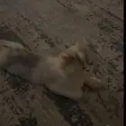 قطوه