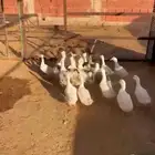 بط للبيع