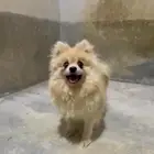 كلب بومرينيان انثى