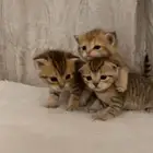 كيتن سكوتش