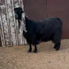 للبيع عنز