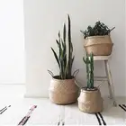 سله للنباتات