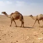 ناقة شعلا عشراء بنتها بكره