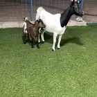عنز قزمية معها تيس