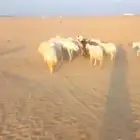 غنم 25 راس حرية ماشاء الله على السوم والبيع حيل