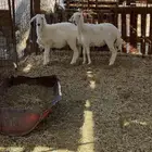 رخال طيبه