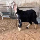 غنم   طليان نجد