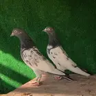 جوز تيدي تم البيع
