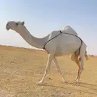 العشرا الوضحا ام البكره الكفو