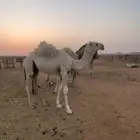 قعود أوضح حوار كفو باتلي